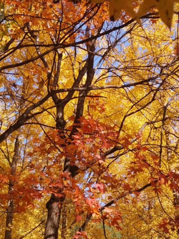 北京秋意濃，萬類競霜天