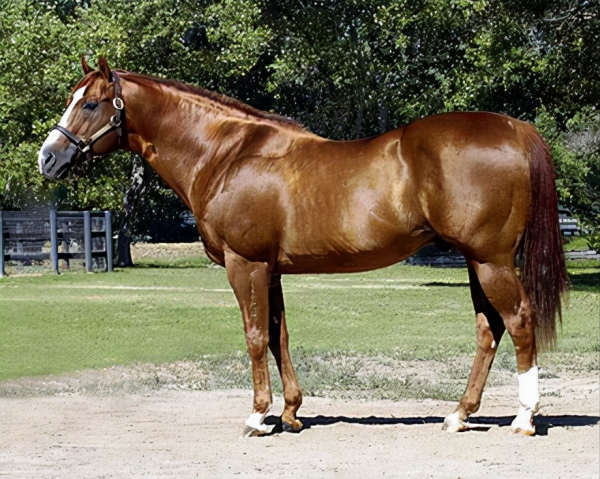 全球最貴的九種馬，價值四億的馬你見過嗎？汗血寶馬無緣榜首