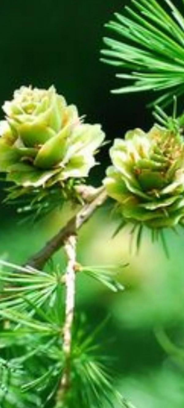 能不能想辦法到了冬天也讓北方植物充滿生機？