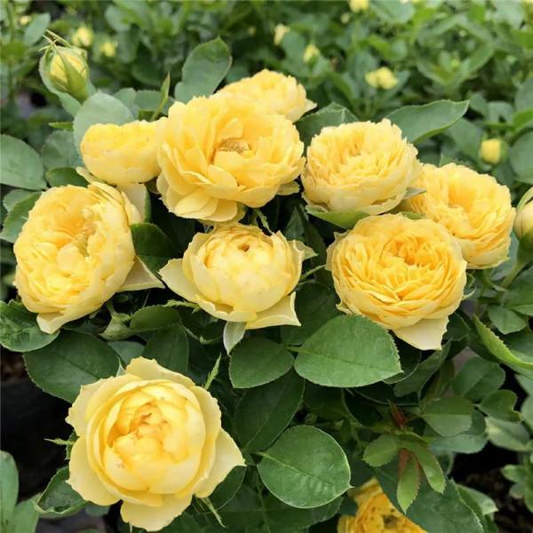 黃花月季中的“王中王”,常年開花不停歇,太漂亮了,你值得擁有 黃花月季中的“王中王”,常年開花不停歇,太漂亮了,你值得擁有