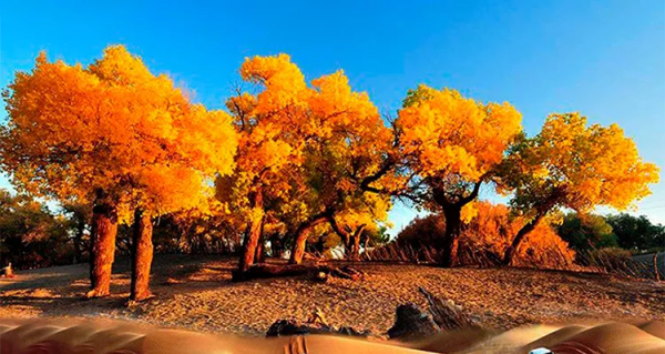 毫無懸念!今年最美的國內秋天,果然還是額濟納 毫無懸念!今年最美的國內秋天,果然還是額濟納