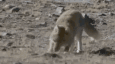 高原鼠兔：高原上全是我的天敵，有人惦記我身子，有人盯著我的窩