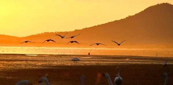 又一批天鵝遷徙到“家” 又一批天鵝遷徙到“家”