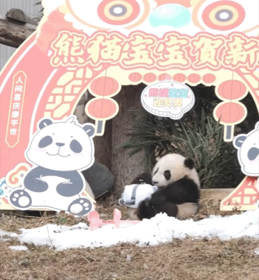 熊貓寶寶與冰墩墩同框！網友：連熊貓寶寶都實現一熊一墩了，我呢？