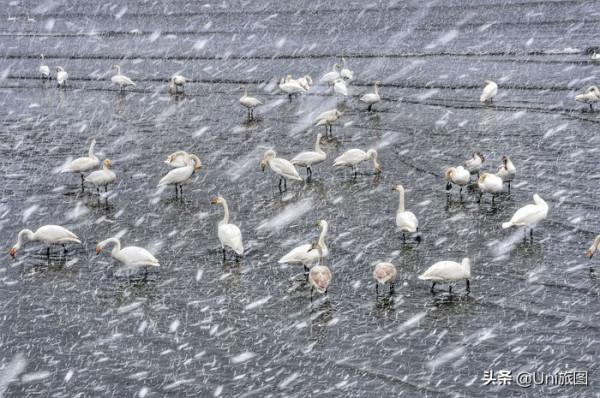 一大波歡樂來襲!攝影師抓拍動物的萌趣瞬間 一大波歡樂來襲!攝影師抓拍動物的萌趣瞬間