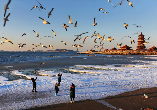 冬日精靈出沒山東！又是一年候鳥季，畫面美翻了！