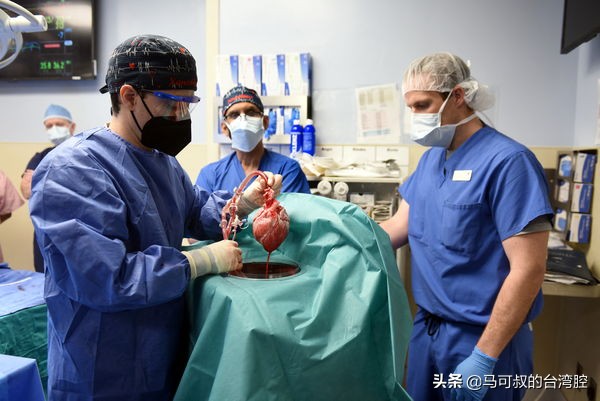 美國豬心移植救活的是傷害犯 被害人遭連刺7刀！坐輪椅19年後去世