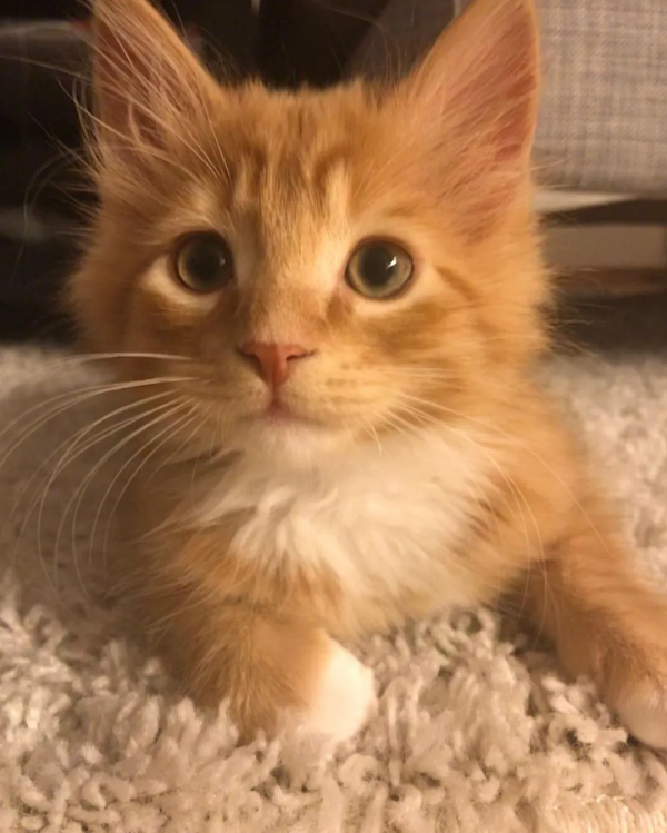 出生不幸的小橘貓，愛上了戶外旅行，擺脫了十橘九胖的魔咒