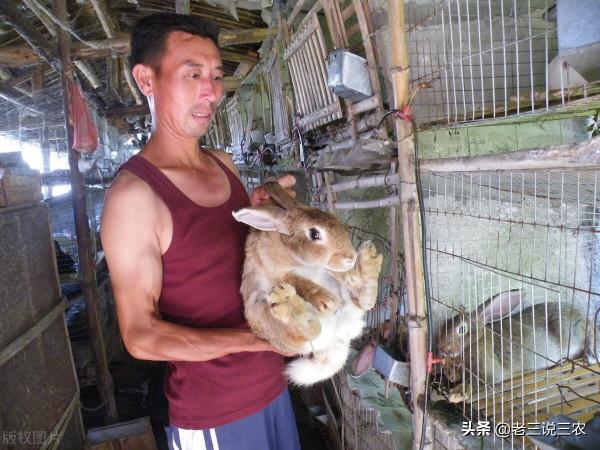 河北一老農，養兔安空調，一窩產11只，母兔利潤1000元，年入15萬