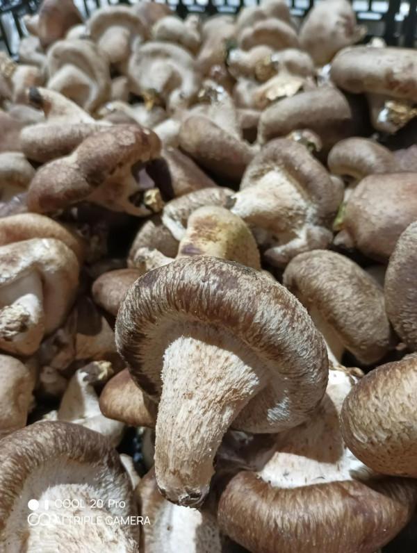 深度體驗cool 20pro拍照技術 深度體驗cool 20pro拍照技術