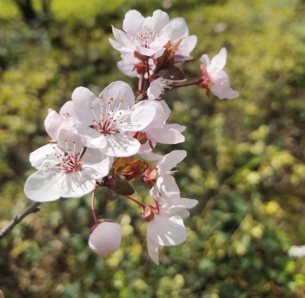 風和日麗，花花世界最是動人（原創）