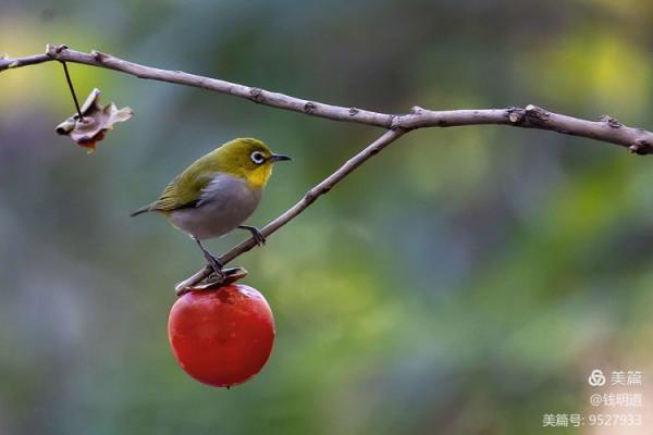 萌萌可愛小精靈——繡眼鳥