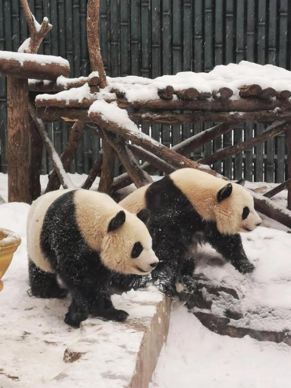 今天的&OpenCurlyDoubleQuote;真熊&rdquo;版冰墩墩