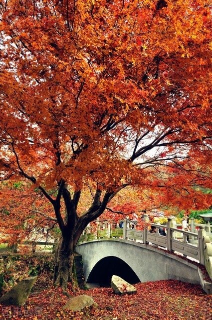 紅色才是中國秋天的主打色！這17處楓葉觀賞地，總有一個能驚豔你