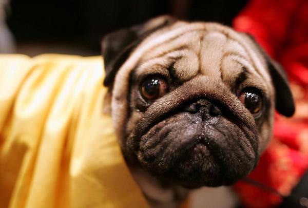 為什麼人們對貓容忍度很高,對狗卻異常嚴厲? 為什麼人們對貓容忍度很高,對狗卻異常嚴厲?