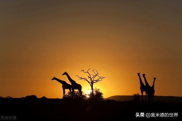 非洲唯一黃面板國家“馬達加斯加”的20個冷知識，你知道幾個？