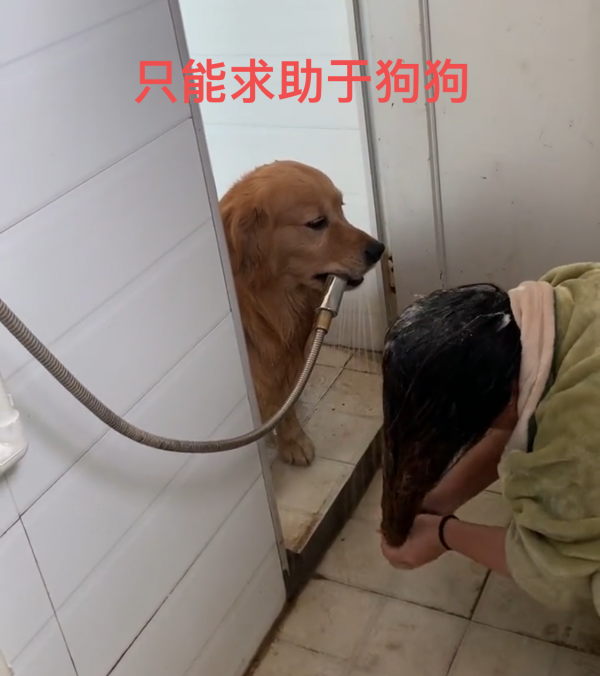 湖南：女子洗頭求老公幫忙，喊半天沒反應，最終狗狗幫忙叼花灑