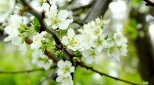 青未了｜每逢佳節倍思親，懷念我的祖父杜若君教授