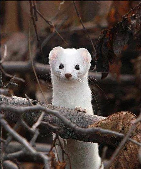 聊齋故事：菩薩顯靈