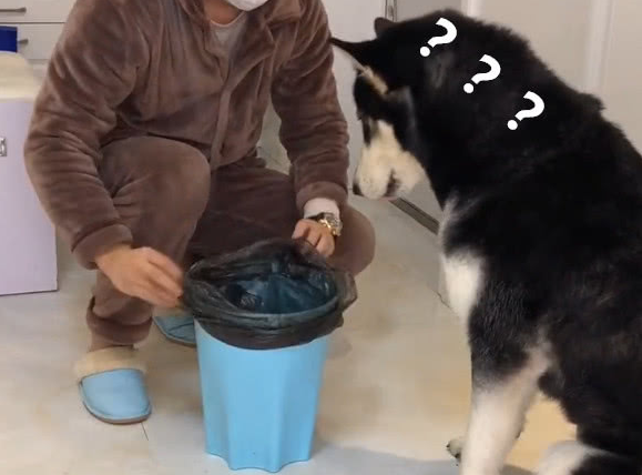 阿拉斯加犬這些怪癖,並不是貪玩,而是缺“元素”了 阿拉斯加犬這些怪癖,並不是貪玩,而是缺“元素”了