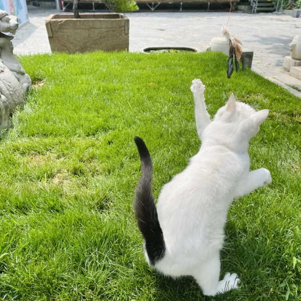 逗貓棒?都快把貓玩成花啦 逗貓棒?都快把貓玩成花啦