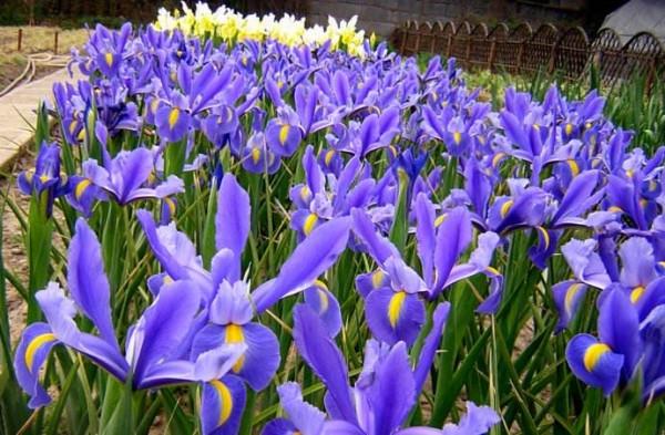 有院子一定要養“8種花”，色彩斑斕，四季有花，漂亮搶眼如花園