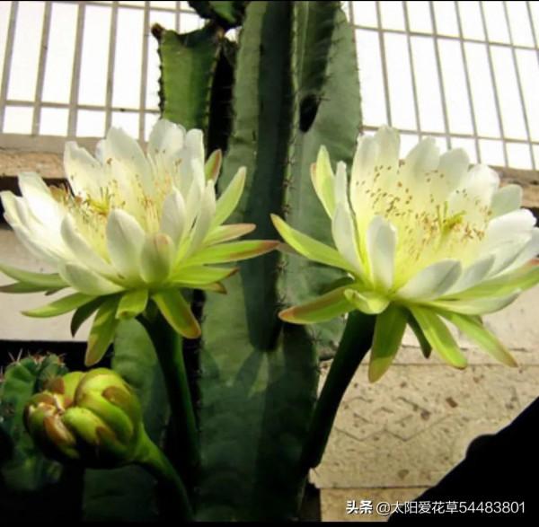 盆栽龍骨開花了，只要做好4要素，花期從夏開到秋末