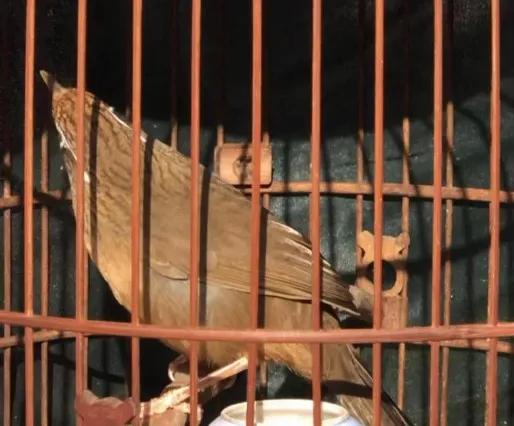 遛鳥那些事 遛鳥那些事