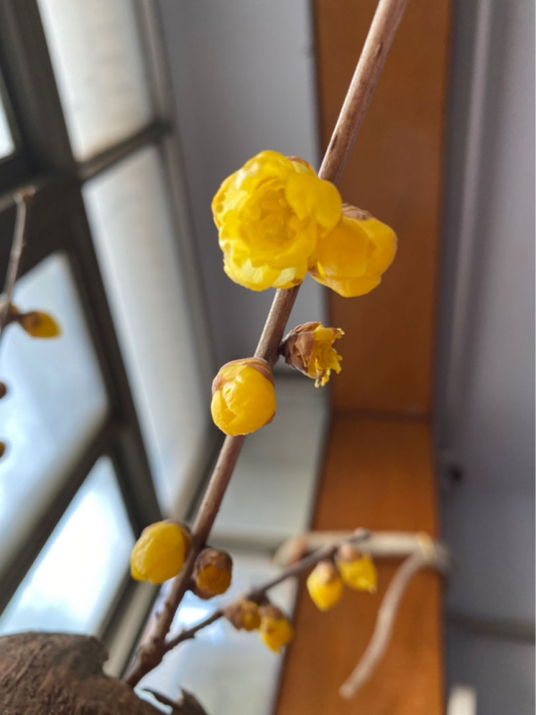 1種花名叫“聖誕玫瑰”，零下15度也能開花，花朵美豔多姿