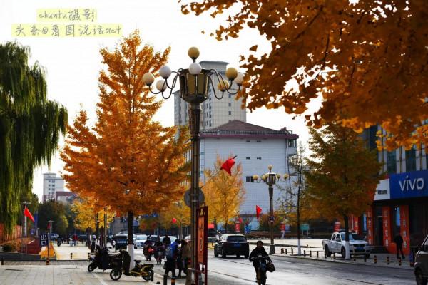 河北青龍:銀杏金黃風光美 河北青龍:銀杏金黃風光美