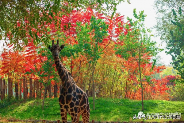 深秋時節，與動物相遇