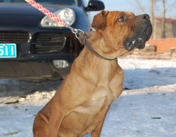 狗狗性格排行榜:最“溫順”的3種狗和最“兇”的3種狗 狗狗性格排行榜:最“溫順”的3種狗和最“兇”的3種狗