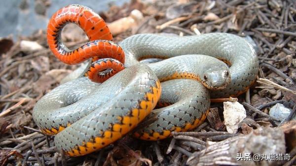 細菌之美：培養皿上的斑痕，比梵高筆下的《星空》更加豔麗