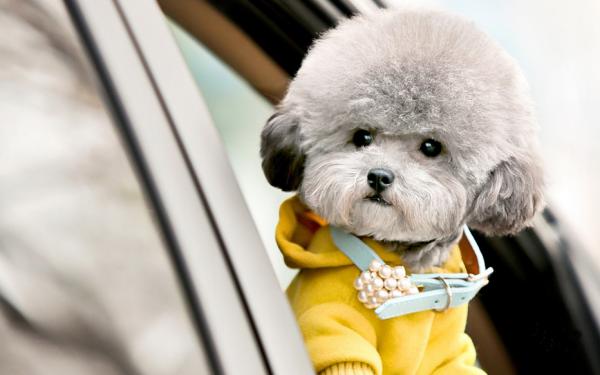 這些狗狗如果“被打”,可能會記恨你一輩子,打罵須謹慎 這些狗狗如果“被打”,可能會記恨你一輩子,打罵須謹慎