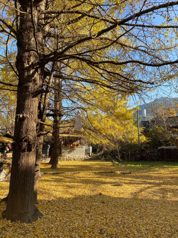 《12月限定丨國內旅行目的地指南》