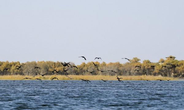 溼地秋韻入畫來 溼地秋韻入畫來