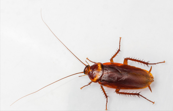 和南方大蜈蚣比,蚰蜒、蟑螂真的不足掛齒,它的獨特之處不止於大 和南方大蜈蚣比,蚰蜒、蟑螂真的不足掛齒,它的獨特之處不止於大