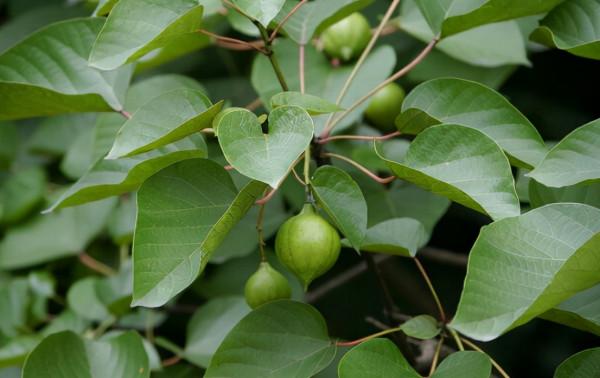 4種有毒的農作物,曾在我國廣泛種植,如今卻逐漸沒落了 4種有毒的農作物,曾在我國廣泛種植,如今卻逐漸沒落了