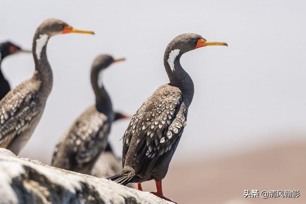 來自南極的紅腿鸕鷀,好看嗎? 來自南極的紅腿鸕鷀,好看嗎?