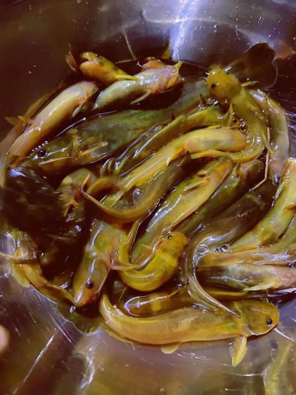 比起幾十斤的大青魚、大鰱魚，這些溪流精靈才是千島湖人的最愛