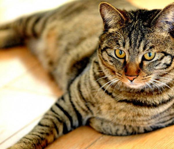 竟然有人說田園貓“土”,這些常見的田園貓,請告訴我哪裡土? 竟然有人說田園貓“土”,這些常見的田園貓,請告訴我哪裡土?