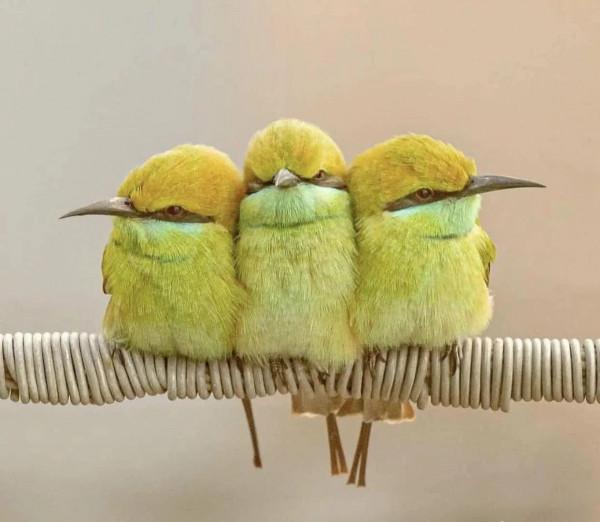 這樣的鳥圖，誰不想擁有？