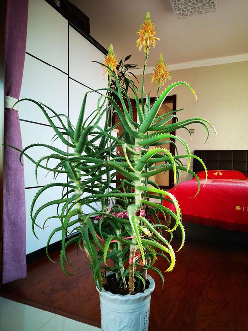 7種大型花，號稱“死不了”，看著很霸氣，還能吸廢氣，值得養