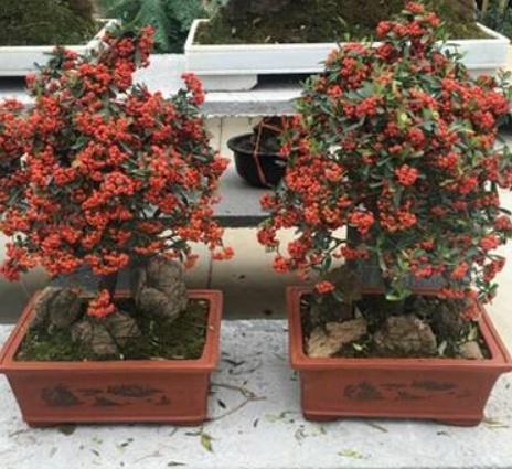 這“3種樹”耐乾旱，哪怕30天不澆水，也能爆盆，是懶人的最愛