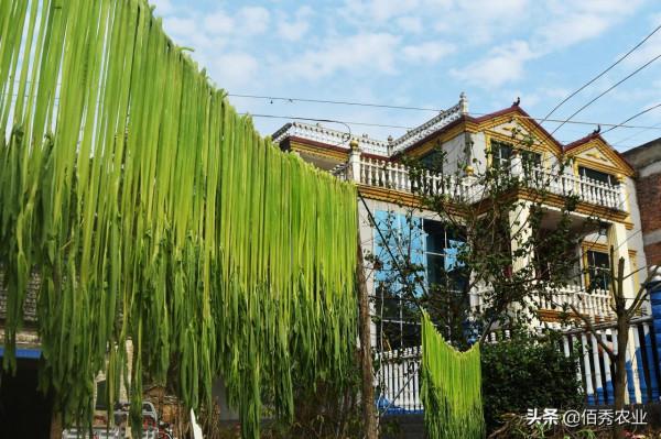 安徽農民種植30天就能收穫的“速生”蔬菜，在大城市很受歡迎