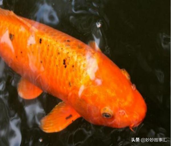 民間故事：牧童抓到金鯉魚，財主竊喜：我用3個女兒跟你換