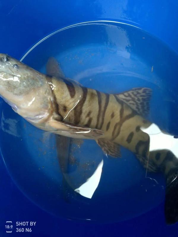 冬釣陽,冬釣草,冬季釣魚不亂跑 冬釣陽,冬釣草,冬季釣魚不亂跑