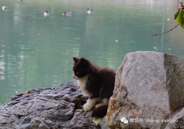 養一隻貓，經歷一場生命的領悟