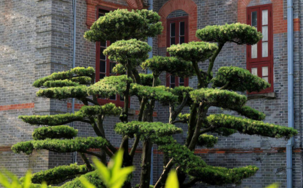 庭院種樹種“這4樣”好,寓意不錯,第3、4種開花又香又能吃 庭院種樹種“這4樣”好,寓意不錯,第3、4種開花又香又能吃