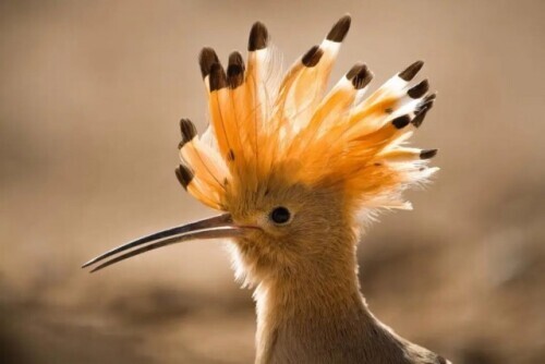 路上偶遇東北虎是什麼體驗？網友：大腦斧能有什麼壞心思呢